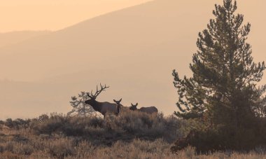 Grand Teton Ulusal Parkı Wyoming 'de sonbaharda tekdüze geçen boğa ve inek geyiği.