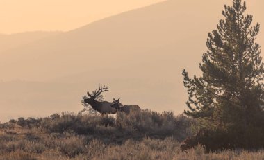 Grand Teton Ulusal Parkı Wyoming 'de sonbaharda tekdüze geçen boğa ve inek geyiği.