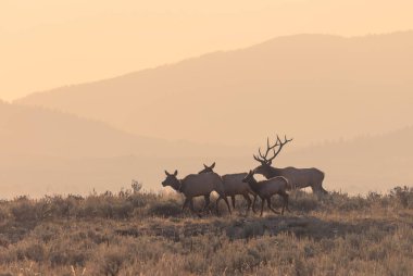 Grand Teton Ulusal Parkı Wyoming 'de sonbaharda tekdüze geçen boğa ve inek geyiği.