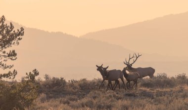Grand Teton Ulusal Parkı Wyoming 'de sonbaharda tekdüze geçen boğa ve inek geyiği.