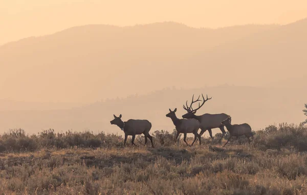 Bull Cow Elk Rut Autumn Grand Teton National Park Wyoming — 스톡 사진