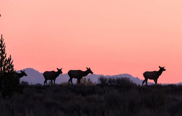 Vache Wapiti Soie Lever Soleil Dans Wyoming Automne — Photo