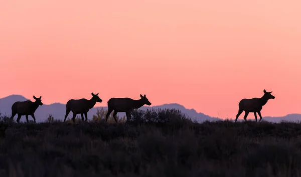 Vache Wapiti Soie Lever Soleil Dans Wyoming Automne — Photo