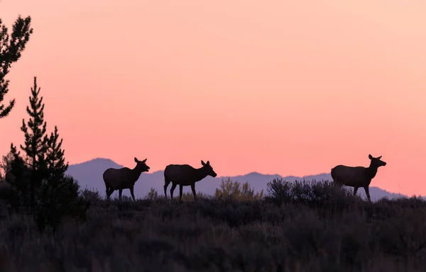 Cow Elk Silhouetted Sunrise Wyoming Autumn — стоковое фото
