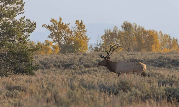 Bull Elk Rut Grand Teton National Park Wyoming Autumn — Stock Photo, Image