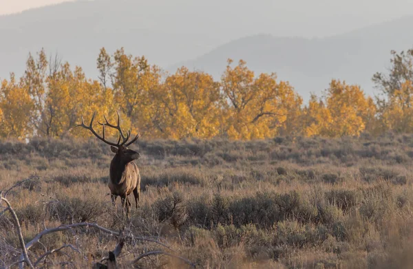 Býk Národním Parku Grand Teton Wyoming Podzim — Stock fotografie