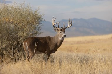 Sonbaharda Colorado 'da tekdüze bir geyik sürüsü