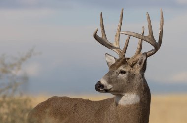Sonbaharda Colorado 'da tekdüze bir geyik sürüsü