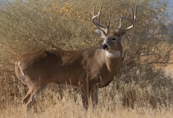 Een Buck Witstaart Hert Tijdens Sleur Colorado Herfst — Stockfoto