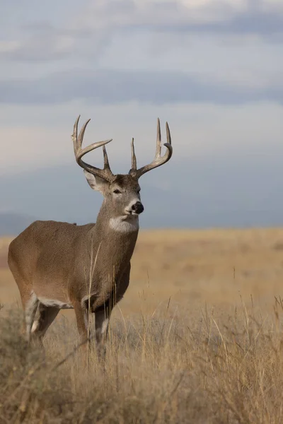 Buck Whitetail Deer Rut Colorado Autumn — Stock Photo, Image