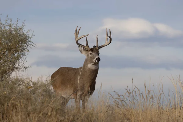 Een Buck Witstaart Hert Tijdens Sleur Colorado Herfst — Stockfoto