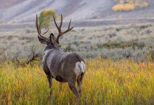 Mule Deer Buck Autumn Wyoming — Foto Stock