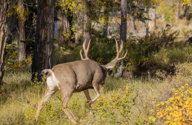 Wyoming 'de sonbaharda geyik avı.