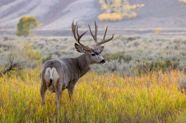 Cerf Mulet Buck Automne Dans Wyoming — Photo