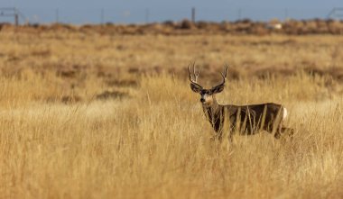 a buck mule deer in autumn in Colorado