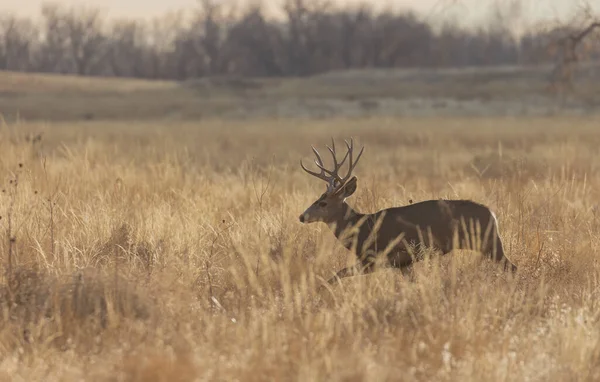 Buck Mule Deer Autumn Colorado — 图库照片