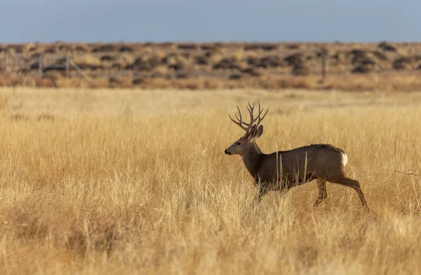 Buck Mule Deer Autumn Colorado — стокове фото