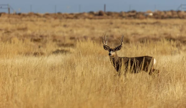 Buck Mule Deer Autumn Colorado — Zdjęcie stockowe