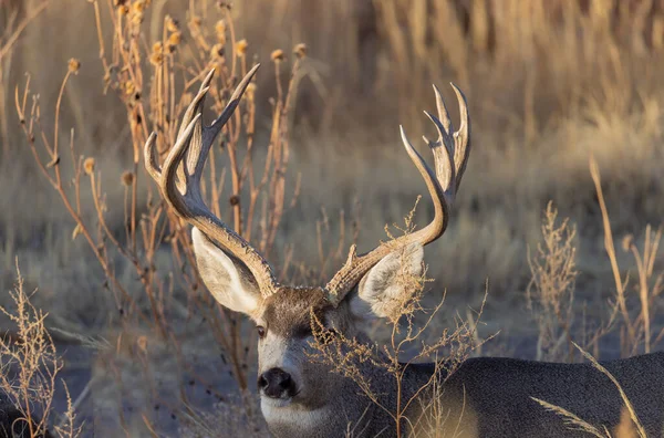 Buck Mule Deer Autumn Colorado — Stok fotoğraf