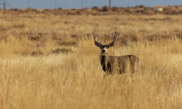 Buck Mule Deer Autumn Colorado — Stockfoto