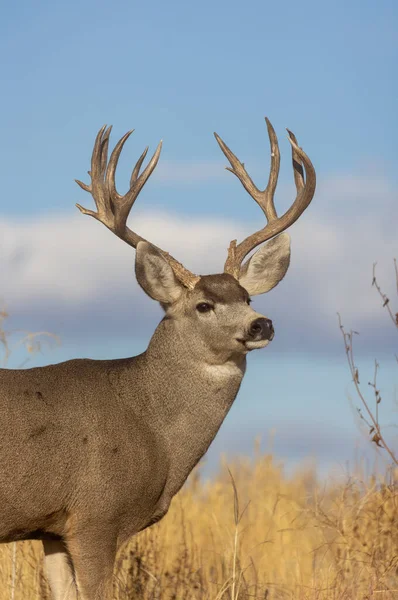 Een Ezel Hert Bok Herfst Colorado — Stockfoto