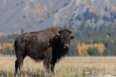a bison in autumn in Grand Teton National Park Wyoming 