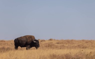 a bison in a meadow in autumn