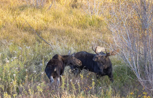Toro Alce Vaca Wyoming Otoño —  Fotos de Stock