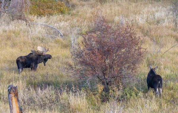 Bull Cow Moose Rutting Wyoming Autumn — Photo