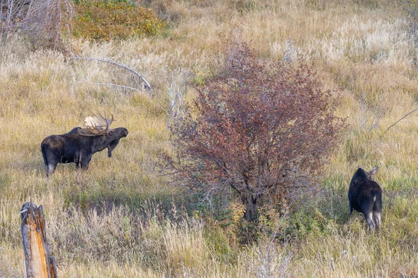 Bull Cow Moose Rutting Wyoming Autumn — Stockfoto