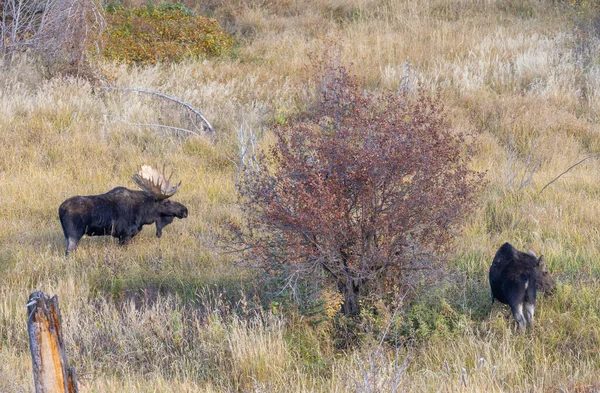 Bull Cow Moose Rutting Wyoming Autumn — Photo