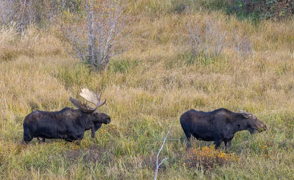 Bull Cow Moose Rutting Wyoming Autumn — Photo