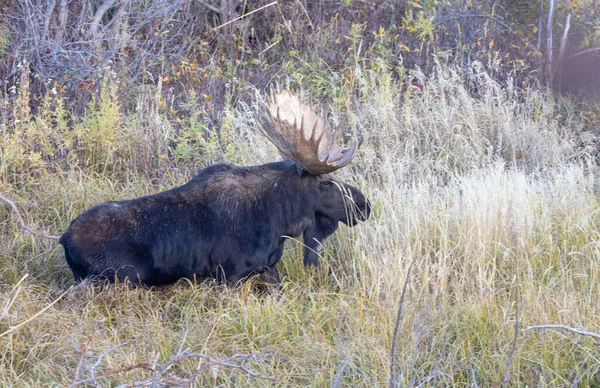 Een Stier Shiras Elanden Tijdens Sleur Wyoming Herfst — Stockfoto