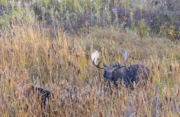 Orignal Taureau Shiras Pendant Ornière Dans Wyoming Automne — Photo