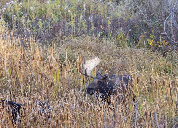 Łoś Bull Shiras Podczas Rutyny Wyoming Jesienią — Zdjęcie stockowe