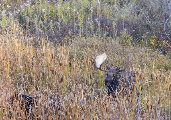 Orignal Taureau Shiras Pendant Ornière Dans Wyoming Automne — Photo