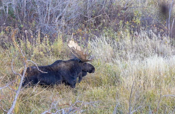 Wyoming Sonbaharda Bir Boğa Geyik Çiftleşmesi Yaşarmış — Stok fotoğraf