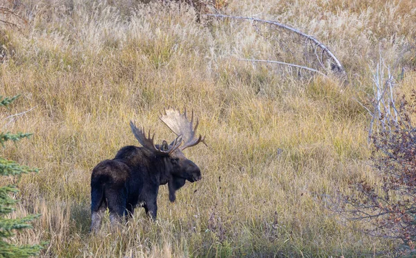 Orignal Taureau Shiras Pendant Ornière Dans Wyoming Automne — Photo