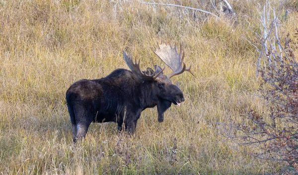 Een Stier Shiras Elanden Tijdens Sleur Wyoming Herfst — Stockfoto