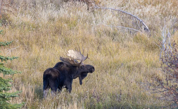 Toro Shiras Alce Durante Rutina Wyoming Otoño —  Fotos de Stock