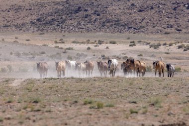 Yaz aylarında Utah çölde vahşi atlar sürüsü