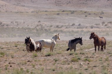 Yaz aylarında Utah çölde vahşi atlar sürüsü