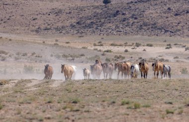 Yaz aylarında Utah çölde vahşi atlar sürüsü