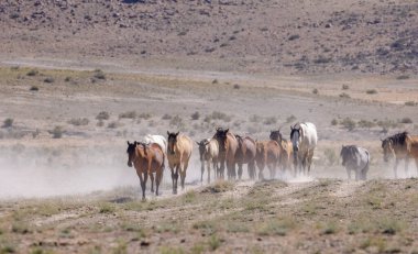 Yaz aylarında Utah çölde vahşi atlar sürüsü