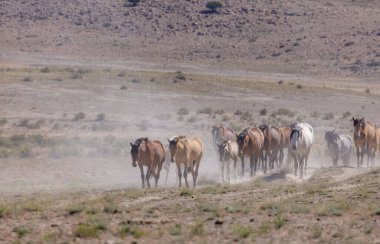 Yaz aylarında Utah çölde vahşi atlar sürüsü