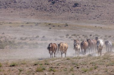 Yaz aylarında Utah çölde vahşi atlar sürüsü