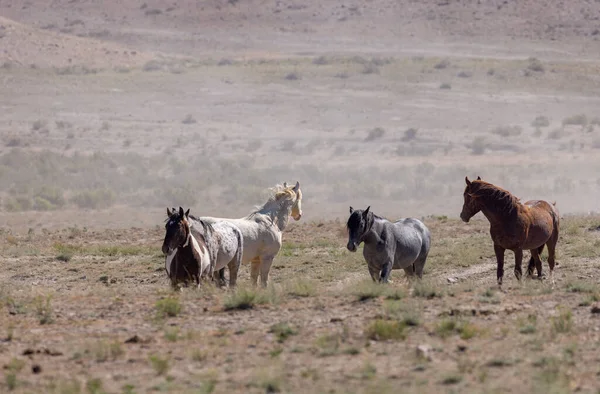 Eine Herde Wildpferde Sommer Der Wüste Utah — Stockfoto