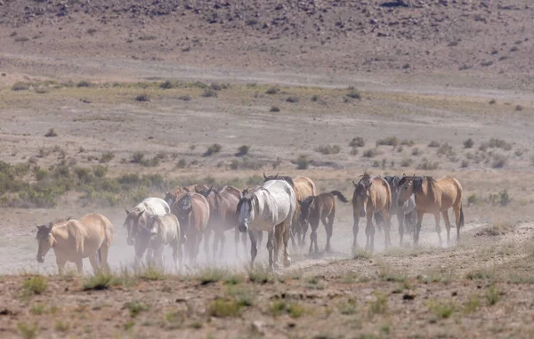 Ένα Κοπάδι Των Άγριων Αλόγων Στην Έρημο Της Γιούτα Καλοκαίρι — Φωτογραφία Αρχείου