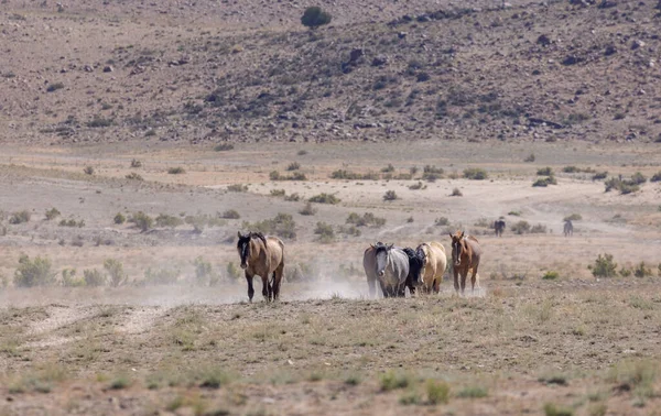 Yaz Aylarında Utah Çölde Vahşi Atlar Sürüsü — Stok fotoğraf