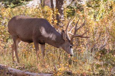 a buck mule deer in autumn in Wyoming